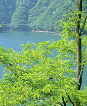 yʐ^zQnEۏ^݂ȂŃjW}Xނ