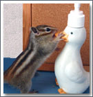 킪Ƃ̃AChAV}X̂Ă邿